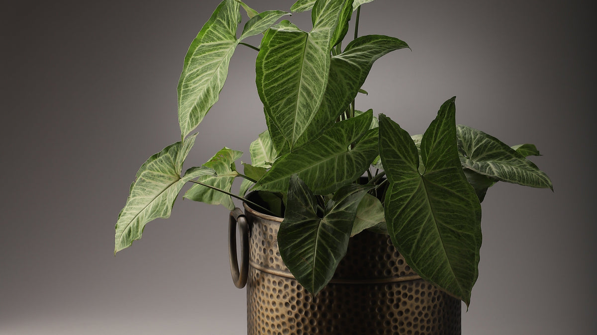 Style an Inviting, Calmer Home for the Festive Season