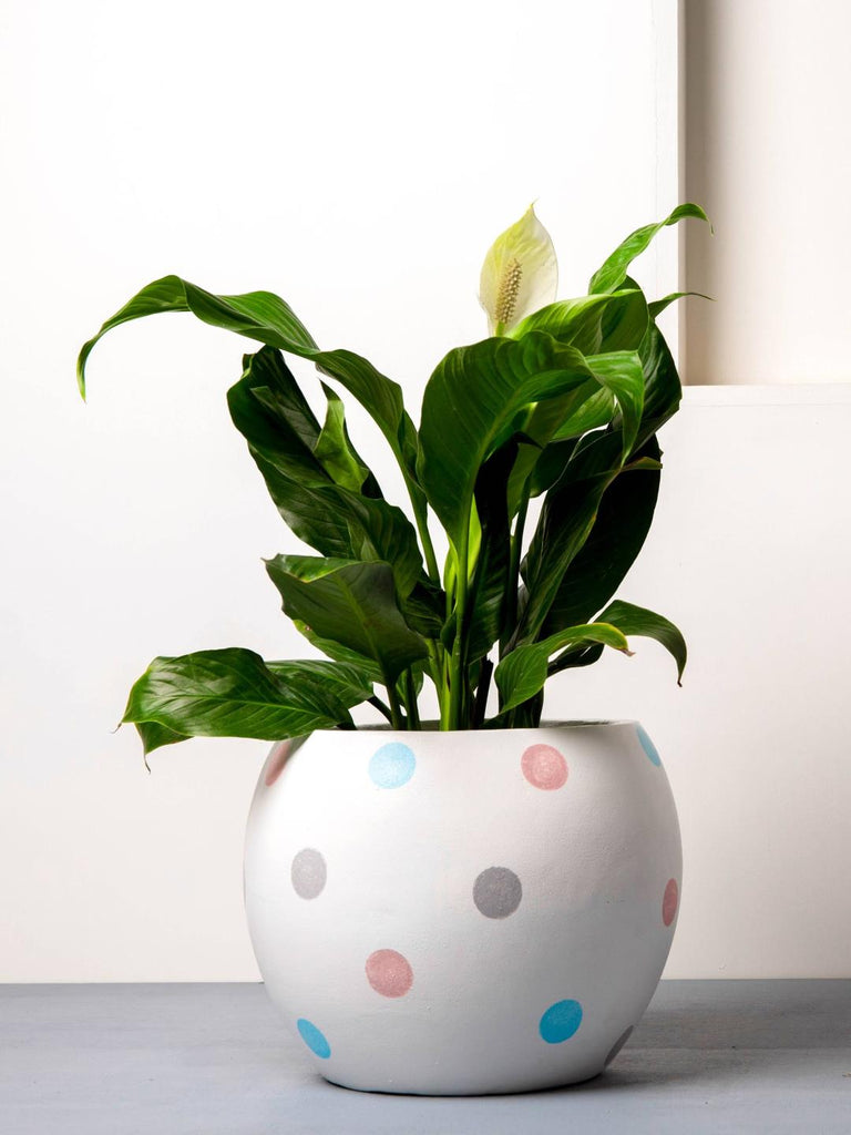 Eliteearth Concrete Meteor Planter White/Multi Polka - Handpainted Collection - Our Better Planet