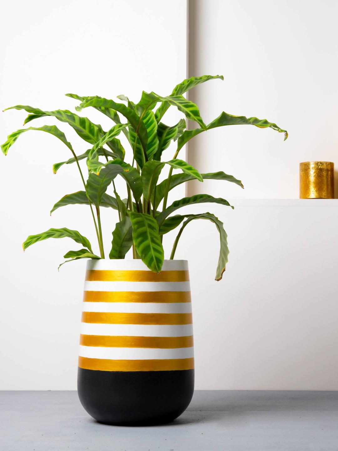 Eliteearth Concrete Parabola Planter Black/Gold Stripes - Handpainted Collection - Our Better Planet